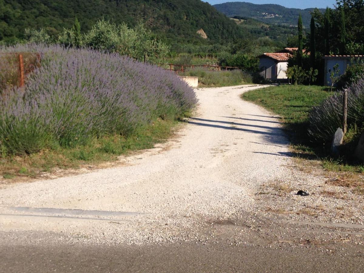 Cuprena Arezzo Exterior foto
